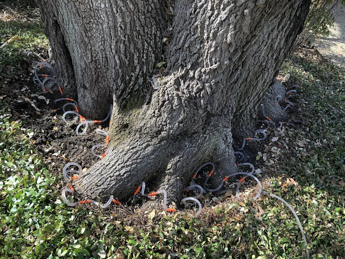 Detailed Tree Cabling and Bracing job site in Port Sulphur